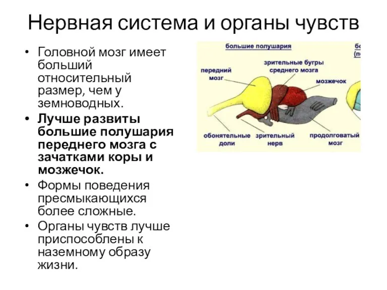 Нервная система и органы чувств Головной мозг имеет больший относительный