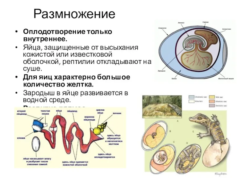 Размножение Оплодотворение только внутреннее. Яйца, защищенные от высыхания кожистой или