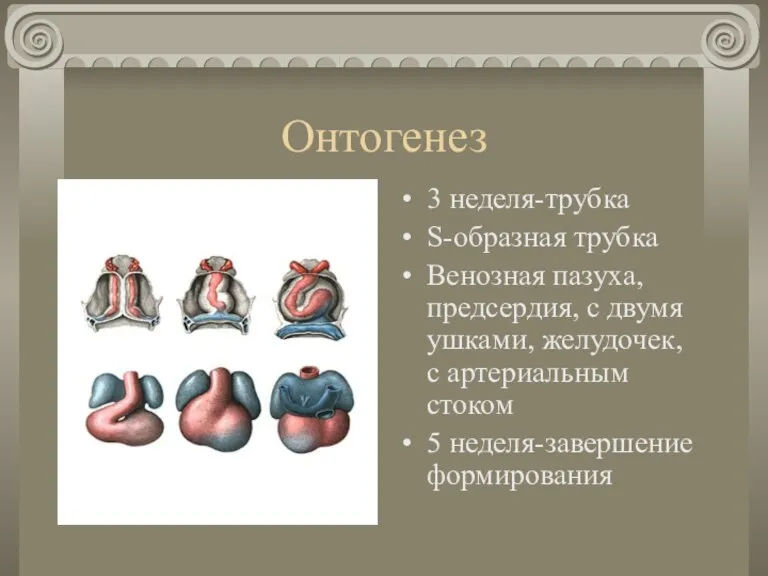 Онтогенез 3 неделя-трубка S-образная трубка Венозная пазуха, предсердия, с двумя ушками, желудочек, с