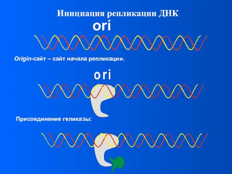 Инициация репликации ДНК
