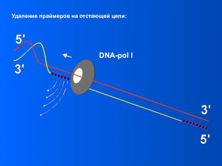 DNA-pol I Удаление праймеров на отстающей цепи: