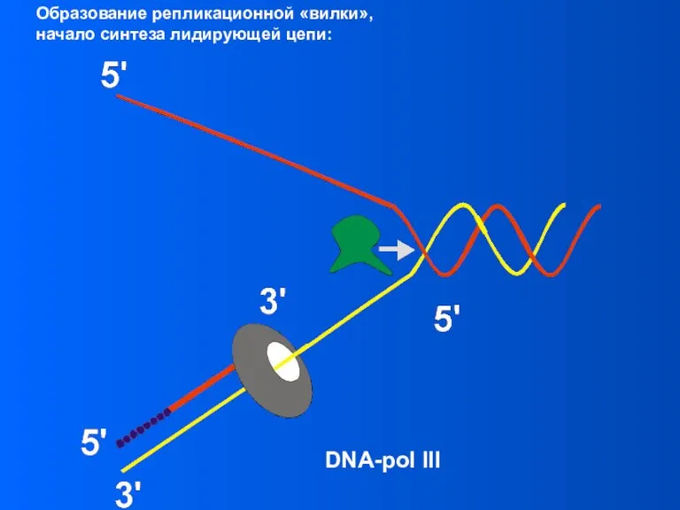 Образование репликационной «вилки», начало синтеза лидирующей цепи: DNA-pol III