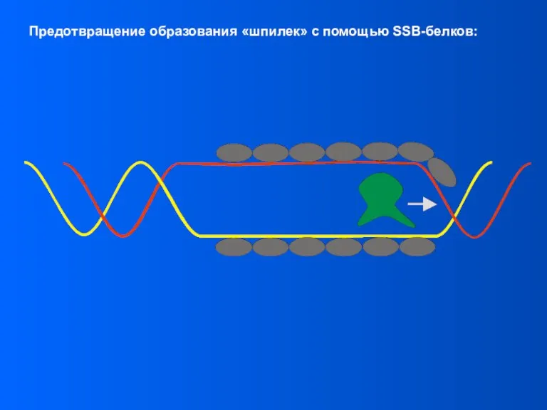 Предотвращение образования «шпилек» с помощью SSB-белков: