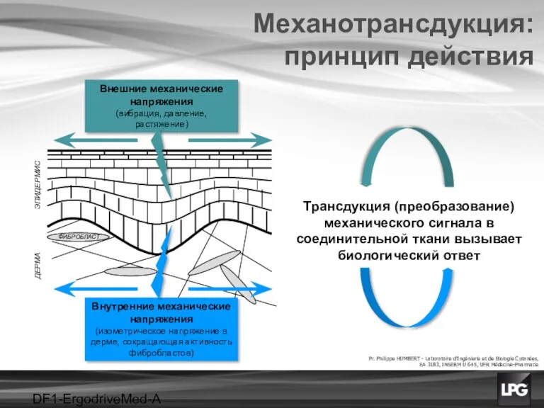 DF1-ErgodriveMed-A projet ЭПИДЕРМИС ДЕРМА ФИБРОБЛАСТ Внешние механические напряжения (вибрация, давление,