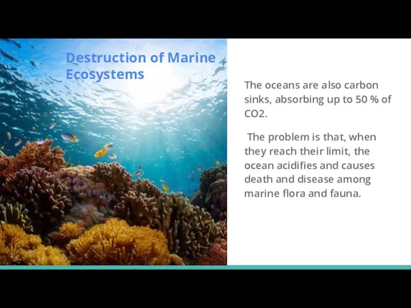 The oceans are also carbon sinks, absorbing up to 50
