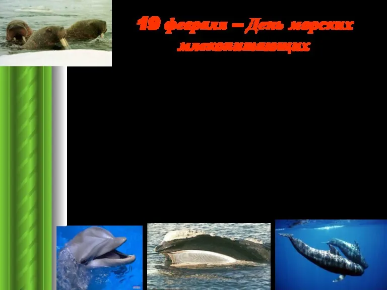 19 февраля – День морских млекопитающих Отмечается Всемирный День защиты морских млекопитающих (День