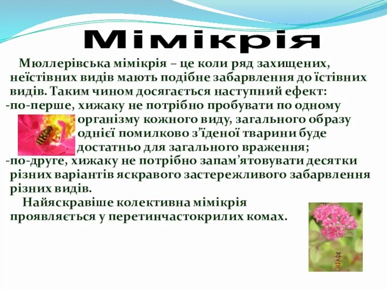 Мюллерівська мімікрія – це коли ряд захищених, неїстівних видів мають