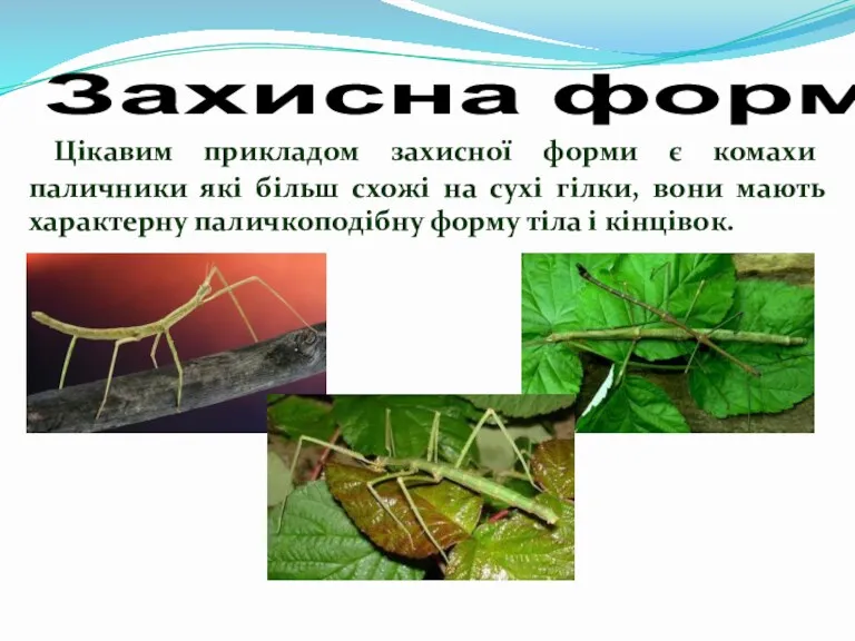 Цікавим прикладом захисної форми є комахи паличники які більш схожі