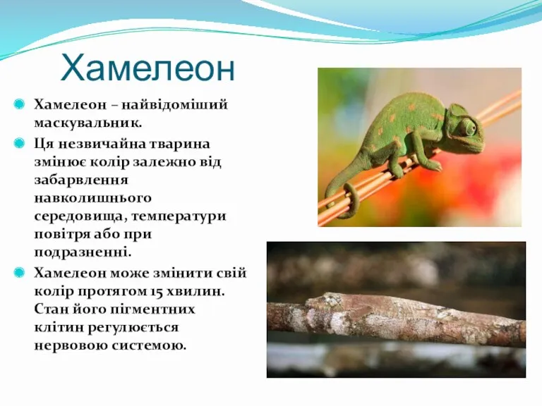 Хамелеон – найвідоміший маскувальник. Ця незвичайна тварина змінює колір залежно