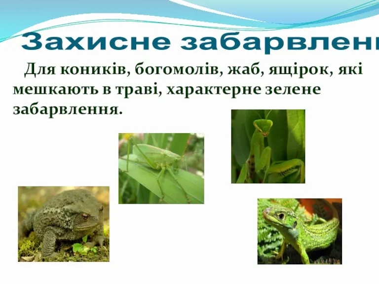Захисне забарвлення Для коників, богомолів, жаб, ящірок, які мешкають в траві, характерне зелене забарвлення.