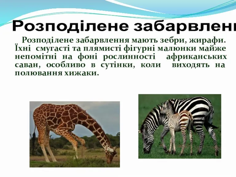 Розподілене забарвлення мають зебри, жирафи. Їхні смугасті та плямисті фігурні