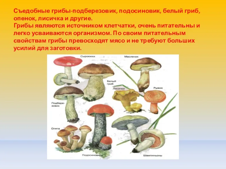 Съедобные грибы-подберезовик, подосиновик, белый гриб, опенок, лисичка и другие. Грибы являются источником клетчатки,