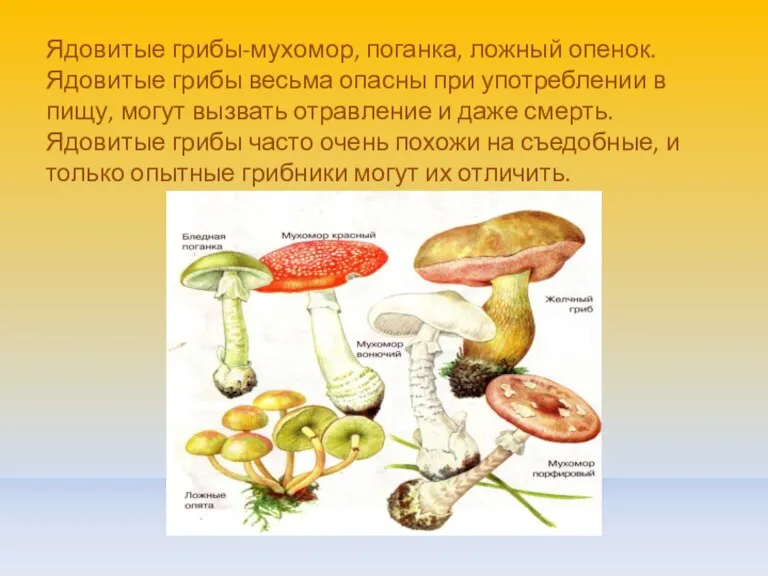 Ядовитые грибы-мухомор, поганка, ложный опенок. Ядовитые грибы весьма опасны при употреблении в пищу,