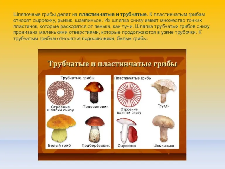 Шляпочные грибы делят на пластинчатые и трубчатые. К пластинчатым грибам относят сыроежку, рыжик,