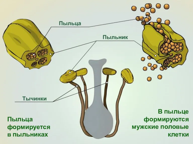 Пыльца формируется в пыльниках В пыльце формируются мужские половые клетки