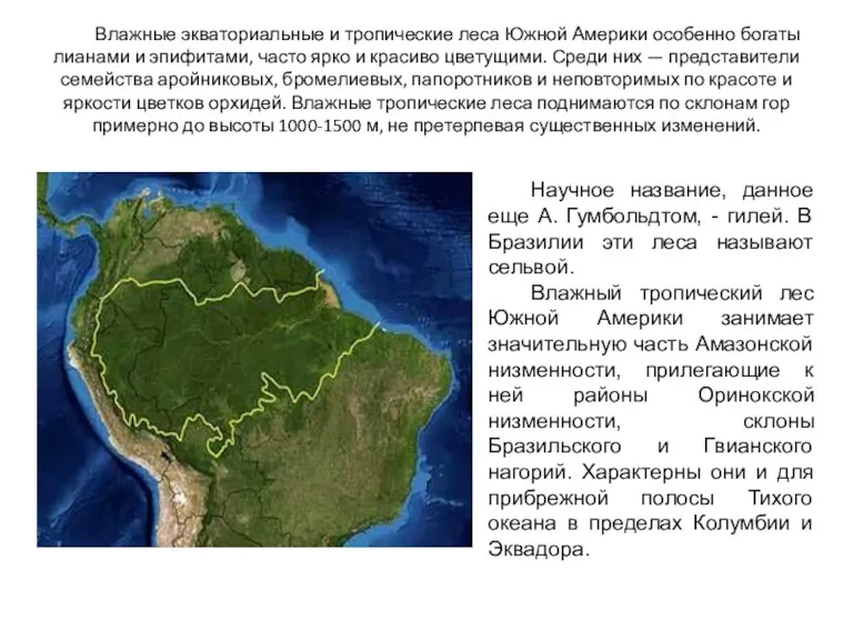 Влажные экваториальные и тропические леса Южной Америки особенно богаты лианами