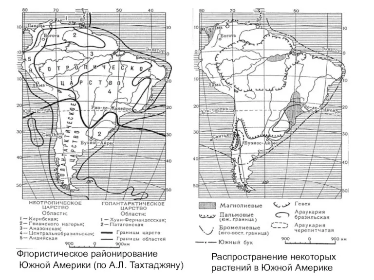 Флористическое районирование Южной Америки (по А.Л. Тахтаджяну) Распространение некоторых растений в Южной Америке