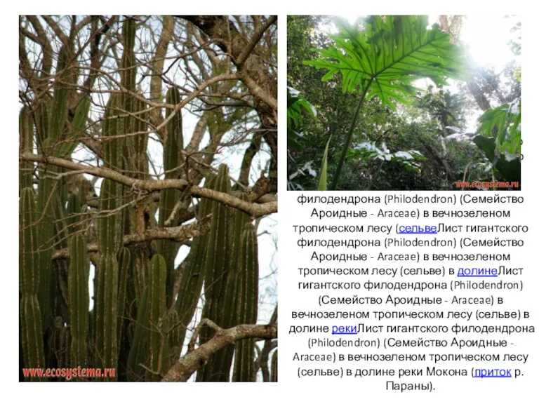 Лист гигантского филодендрона (Philodendron) (Семейство Ароидные - Araceae) в вечнозеленомЛист