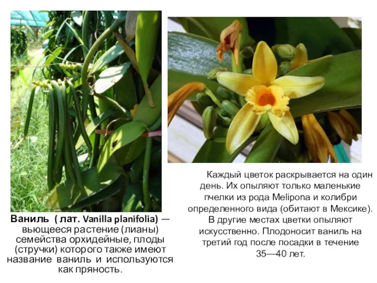 Ваниль ( лат. Vanilla planifolia) — вьющееся растение (лианы) семейства