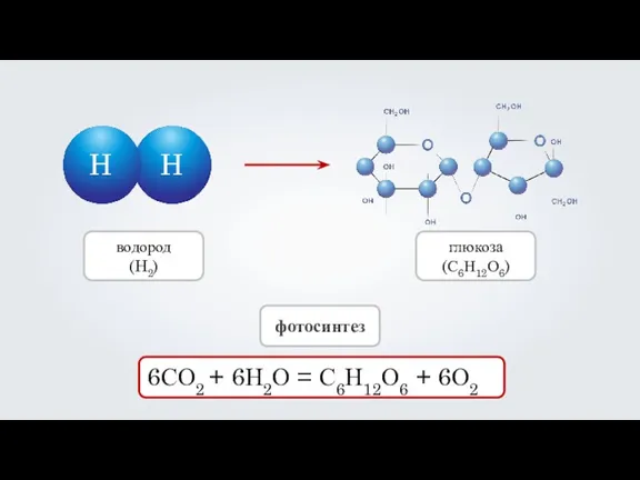 H H 6СО2 + 6Н2О = С6Н12О6 + 6О2 фотосинтез водород (H2) глюкоза (С6Н12О6)