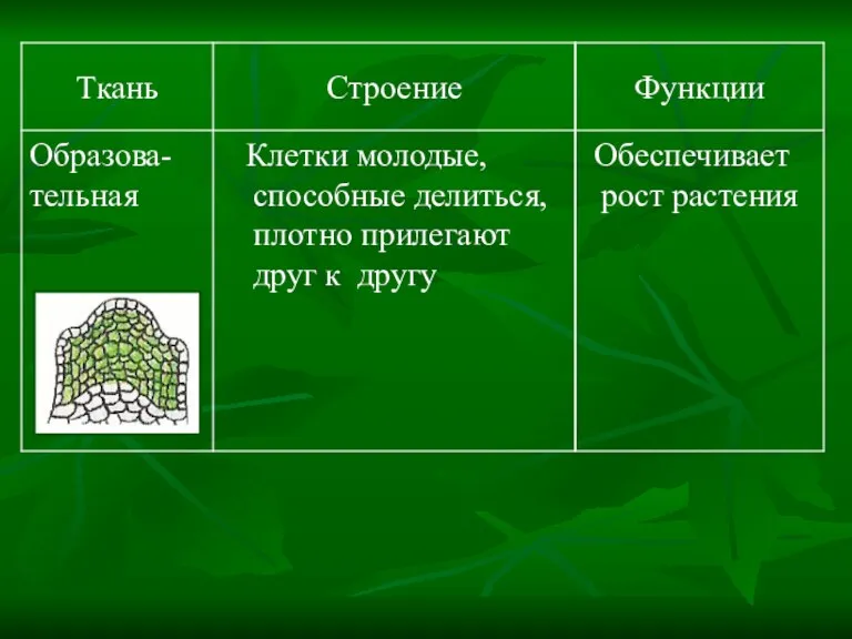 Обеспечивает рост растения Клетки молодые, способные делиться, плотно прилегают друг к другу Образова-