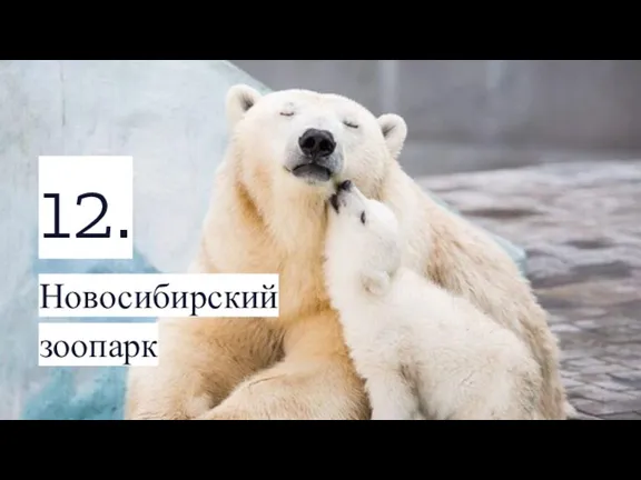 12. Новосибирский зоопарк
