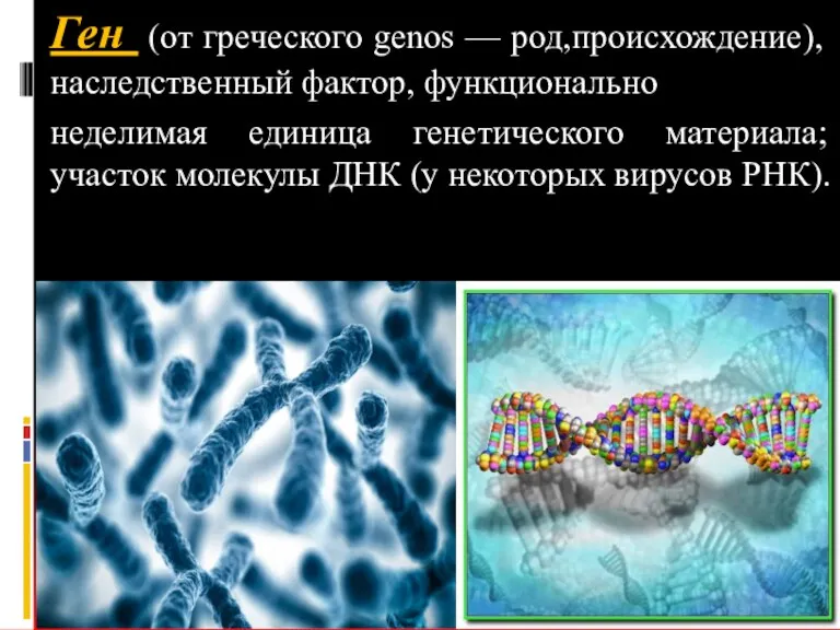 Ген (от греческого genos — род,происхождение), наследственный фактор, функционально неделимая