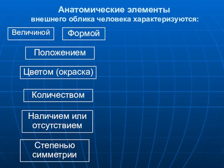 Анатомические элементы внешнего облика человека характеризуются: Величиной Формой Положением Цветом