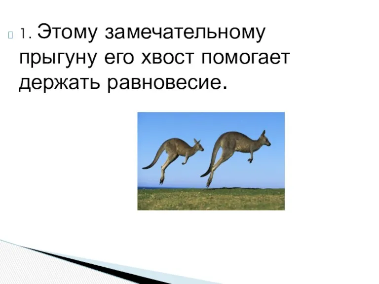 1. Этому замечательному прыгуну его хвост помогает держать равновесие.