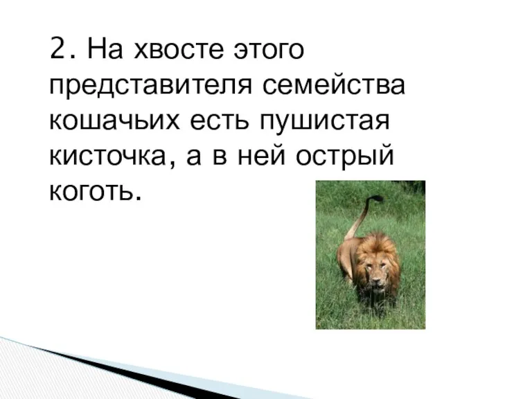 2. На хвосте этого представителя семейства кошачьих есть пушистая кисточка, а в ней острый коготь.