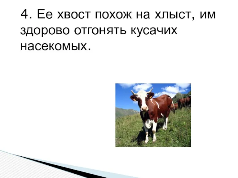 4. Ее хвост похож на хлыст, им здорово отгонять кусачих насекомых.