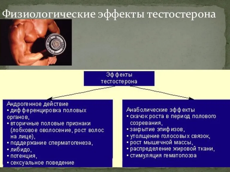 Физиологические эффекты тестостерона