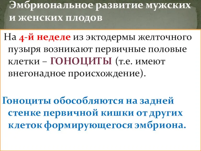 На 4-й неделе из эктодермы желточного пузыря возникают первичные половые