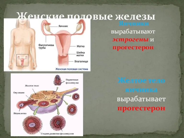 Яичники вырабатывают эстрогены и прогестерон Женские половые железы Желтое тело яичника вырабатывает прогестерон