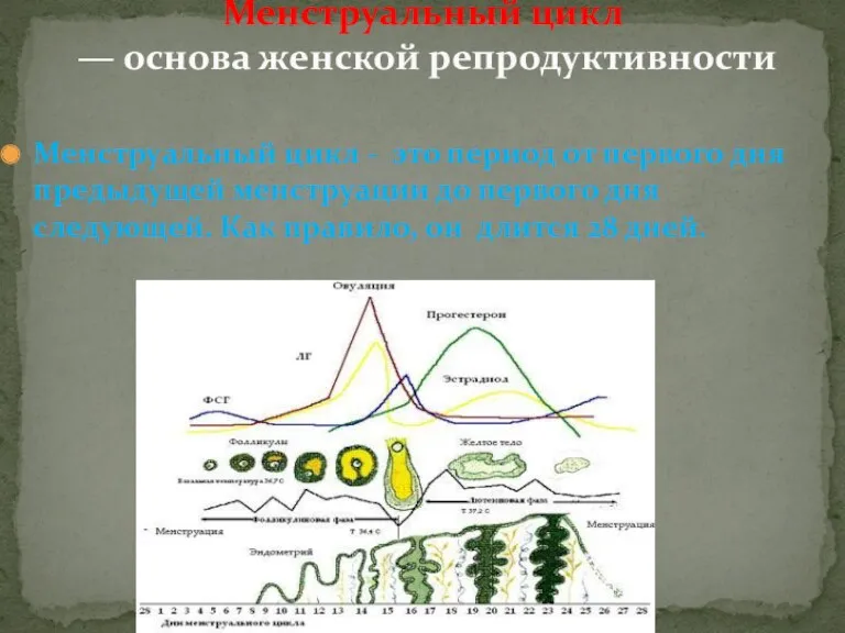 Менструальный цикл - это период от первого дня предыдущей менструации