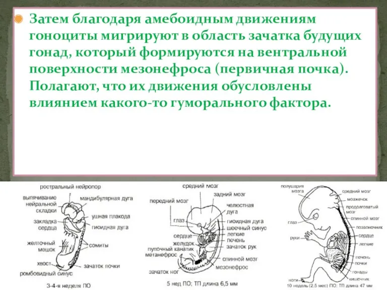 Затем благодаря амебоидным движениям гоноциты мигрируют в область зачатка будущих