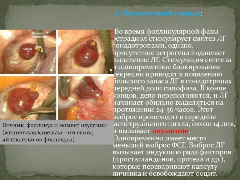 2. Овуляторный период: Во время фолликулярной фазы эстрадиол стимулирует синтез