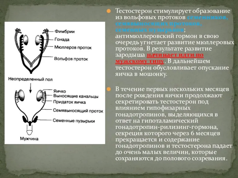 Тестостерон стимулирует образование из вольфовых протоков семенников, семявыносящих протоков, семенных