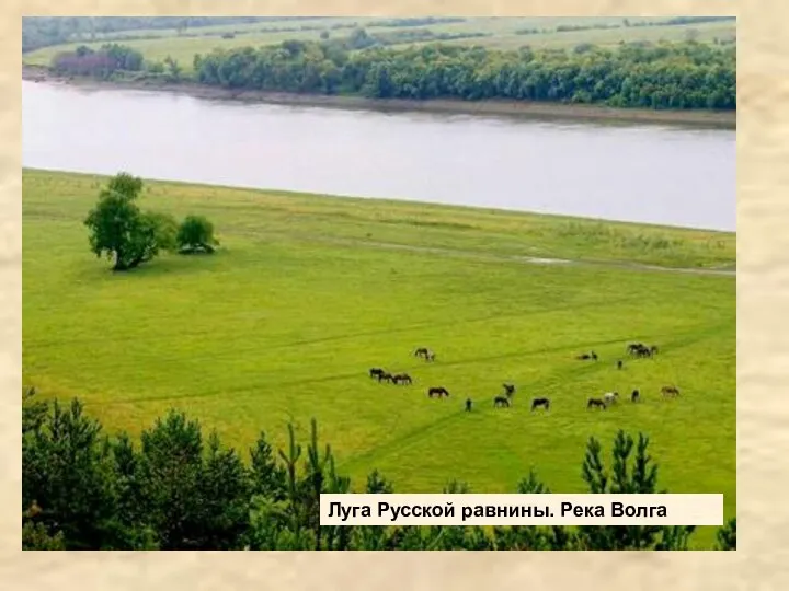 Луга Русской равнины. Река Волга