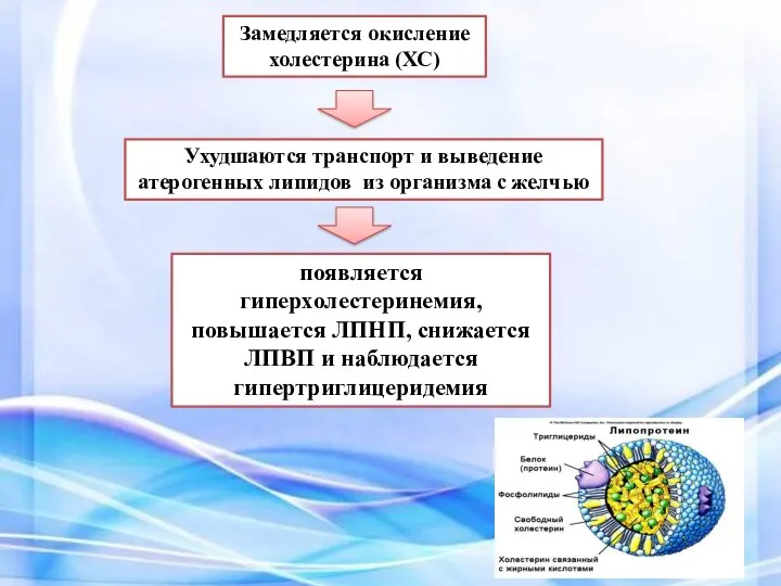 Замедляется окисление холестерина (ХС) Ухудшаются транспорт и выведение атерогенных липидов