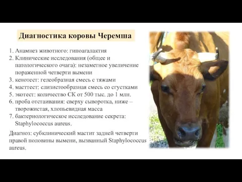Диагностика коровы Черемша 1. Анамнез животного: гипоагалактия 2. Клинические исследования (общее и патологического