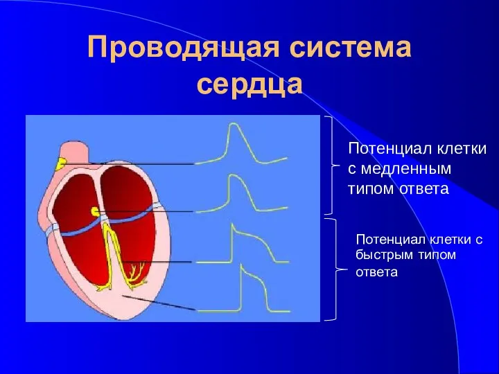 Проводящая система сердца Потенциал клетки с медленным типом ответа Потенциал клетки с быстрым типом ответа