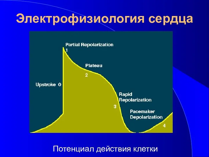 Электрофизиология сердца Потенциал действия клетки