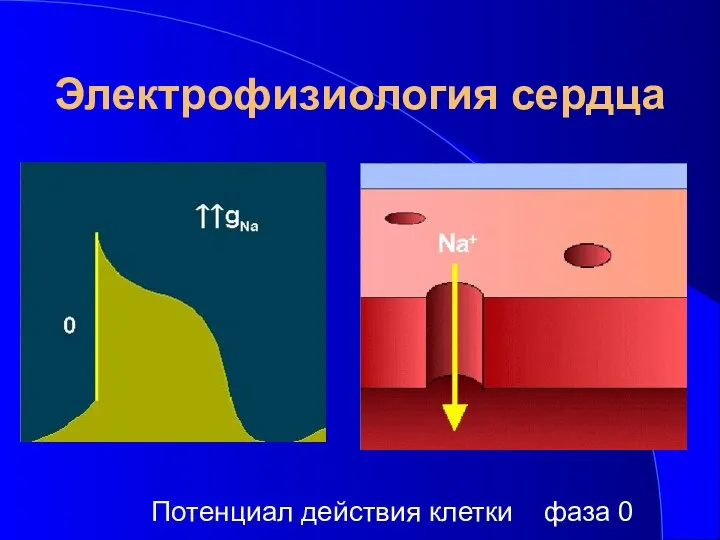 Электрофизиология сердца Потенциал действия клетки фаза 0