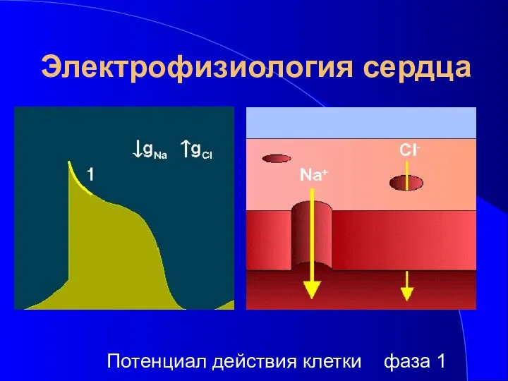 Электрофизиология сердца Потенциал действия клетки фаза 1