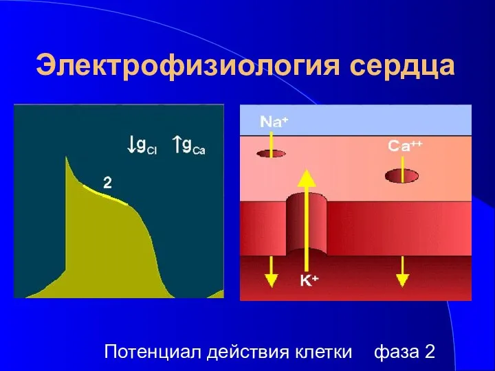 Электрофизиология сердца Потенциал действия клетки фаза 2