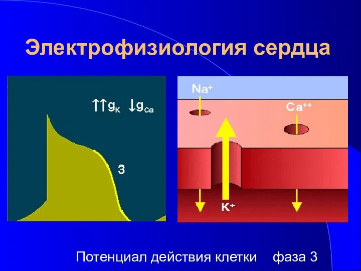 Электрофизиология сердца Потенциал действия клетки фаза 3