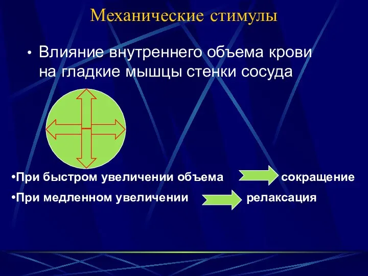 Механические стимулы Влияние внутреннего объема крови на гладкие мышцы стенки