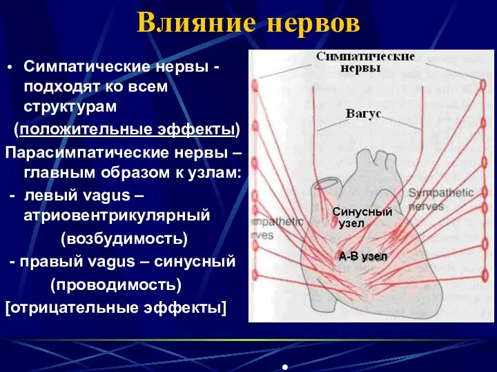 Влияние нервов Симпатические нервы - подходят ко всем структурам (положительные