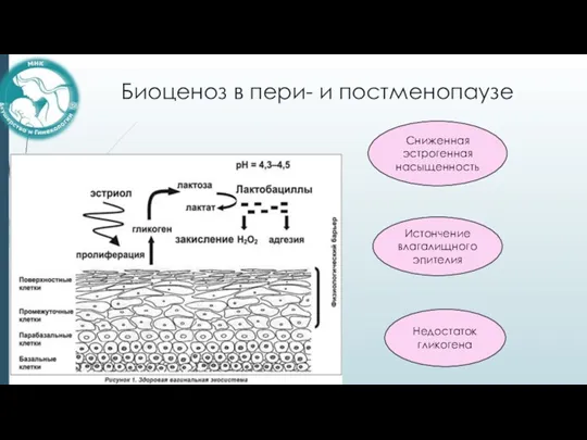 Биоценоз в пери- и постменопаузе Сниженная эстрогенная насыщенность Недостаток гликогена Истончение влагалищного эпителия